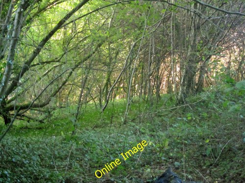 Photo 12x8 woodland near - woodland,